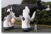 mascote inflavel em curitiba parana